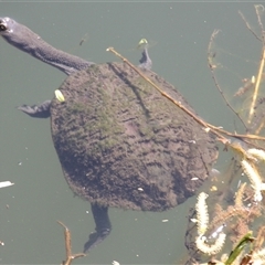 Chelodina longicollis at Cooma, NSW - 10 Oct 2024