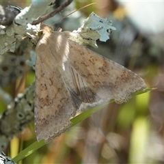 Helicoverpa punctigera (Native Budworm) at Hall, ACT - 10 Oct 2024 by Anna123