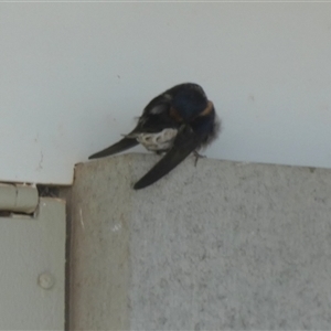 Hirundo neoxena at Monkey Mia, WA - 10 Sep 2024 10:41 AM