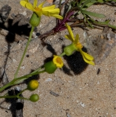 Unidentified Daisy at Monkey Mia, WA - 10 Sep 2024 by Paul4K