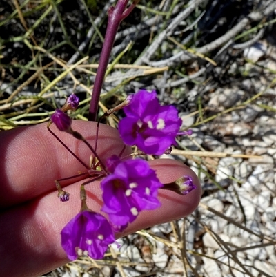 Unidentified Climber or Mistletoe at Monkey Mia, WA - 10 Sep 2024 by Paul4K