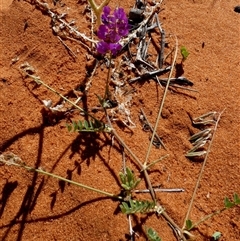 Swainsona microphylla (Small-leaved Swainson-Pea) at Monkey Mia, WA - 10 Sep 2024 by Paul4K