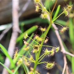 Drosera gunniana (Pale Sundew) at Albury, NSW - 9 Oct 2024 by KylieWaldon