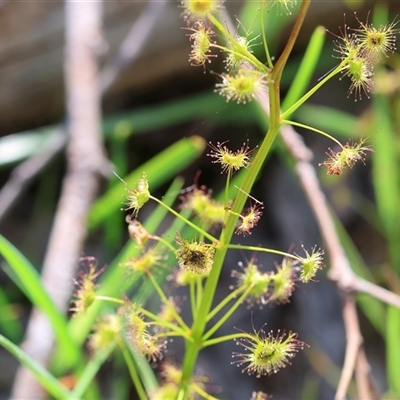 Drosera gunniana (Pale Sundew) at Albury, NSW - 9 Oct 2024 by KylieWaldon