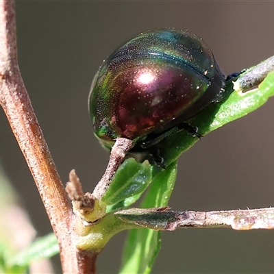 Callidemum hypochalceum (Hop-bush leaf beetle) at Albury, NSW - 10 Oct 2024 by KylieWaldon