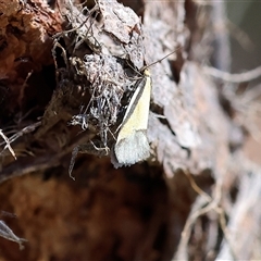 Philobota undescribed species near arabella at Albury, NSW - 10 Oct 2024 by KylieWaldon