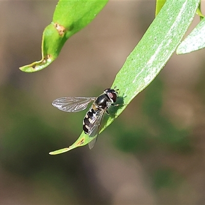 Melangyna collata (A hover fly) at Albury, NSW - 10 Oct 2024 by KylieWaldon