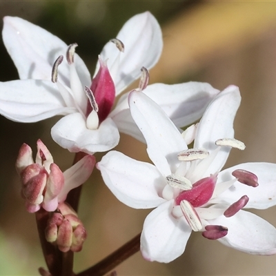 Burchardia umbellata (Milkmaids) at Albury, NSW - 10 Oct 2024 by KylieWaldon