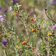 Dillwynia sericea (Egg And Bacon Peas) at Albury, NSW - 10 Oct 2024 by KylieWaldon