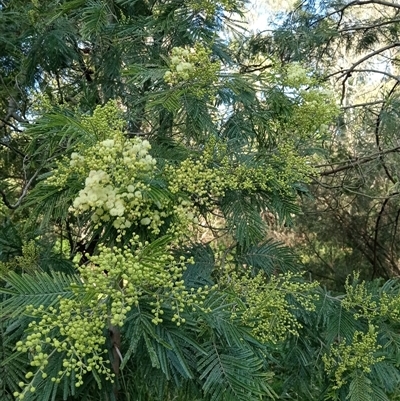 Acacia mearnsii (Black Wattle) at Surrey Hills, VIC - 10 Oct 2024 by Brouhaha