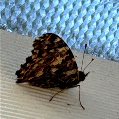 Vanessa kershawi (Australian Painted Lady) at Aranda, ACT - 10 Oct 2024 by Jubeyjubes