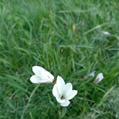 Sparaxis bulbifera (Butter Silk-Lily) at Surrey Hills, VIC - 10 Oct 2024 by Brouhaha