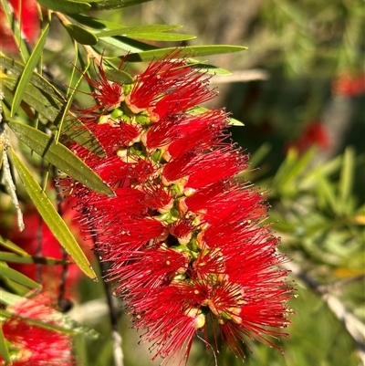 Melaleuca citrina by lbradley