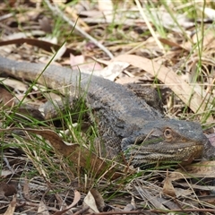 Pogona barbata (Eastern Bearded Dragon) at Kambah, ACT - 10 Oct 2024 by LinePerrins