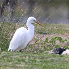 Ardea plumifera (Plumed Egret) at Fyshwick, ACT - 9 Oct 2024 by RodDeb