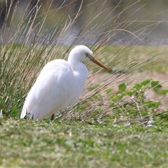 Ardea plumifera at Fyshwick, ACT - 9 Oct 2024 12:34 PM