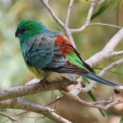 Psephotus haematonotus (Red-rumped Parrot) at Fyshwick, ACT - 9 Oct 2024 by RodDeb