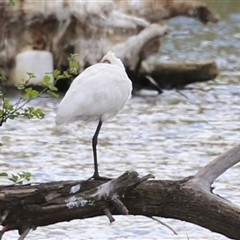 Platalea regia (Royal Spoonbill) at Fyshwick, ACT - 9 Oct 2024 by RodDeb