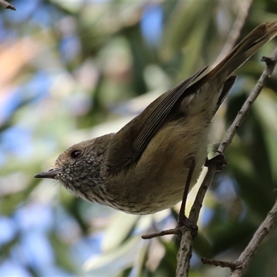 Acanthiza pusilla (Brown Thornbill) at Fyshwick, ACT - 9 Oct 2024 by RodDeb