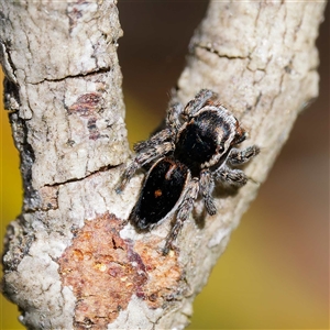 Maratus proszynskii at Mount Clear, ACT - 9 Oct 2024