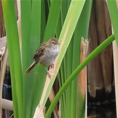 Poodytes gramineus (Little Grassbird) at Fyshwick, ACT - 9 Oct 2024 by RodDeb