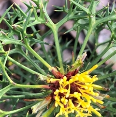 Isopogon ceratophyllus at suppressed - 30 Sep 2024 12:58 PM