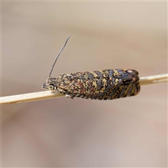 Isochorista panaeolana (A Tortricid moth) at Mount Clear, ACT - 9 Oct 2024 by DPRees125