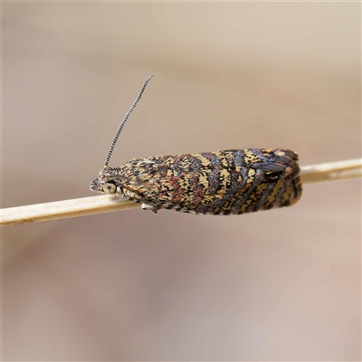 Isochorista panaeolana (A Tortricid moth) at Mount Clear, ACT - 9 Oct 2024 by DPRees125