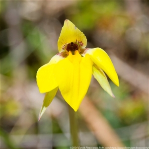 Diuris subalpina at Mount Clear, ACT - suppressed