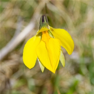 Diuris subalpina at Mount Clear, ACT - 9 Oct 2024