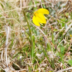 Diuris subalpina at Mount Clear, ACT - suppressed