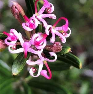 Grevillea quinquenervis at suppressed - 30 Sep 2024 12:38 PM