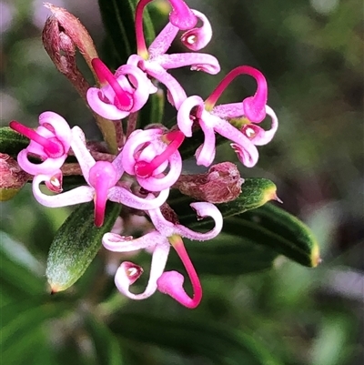 Grevillea quinquenervis (Five-veined Grevillea) at Flinders Chase, SA - 30 Sep 2024 by MichaelMulvaney