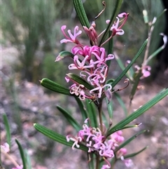 Grevillea quinquenervis at suppressed - 30 Sep 2024 12:38 PM