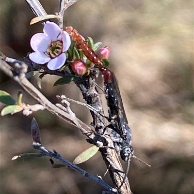 Thynninae (subfamily) (Smooth flower wasp) at Jerrabomberra, NSW - 10 Oct 2024 by SteveBorkowskis