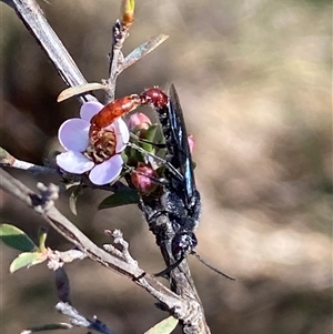 Thynninae (subfamily) at Jerrabomberra, NSW - 10 Oct 2024