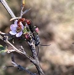 Thynninae (subfamily) at Jerrabomberra, NSW - 10 Oct 2024 04:49 PM