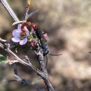 Thynninae (subfamily) at Jerrabomberra, NSW - 10 Oct 2024 04:49 PM