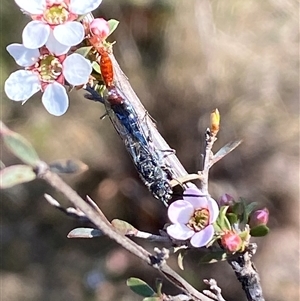 Thynninae (subfamily) at Jerrabomberra, NSW - 10 Oct 2024