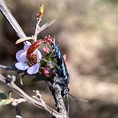 Thynninae (subfamily) at Jerrabomberra, NSW - 10 Oct 2024 04:49 PM