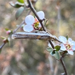 Etiella behrii at Jerrabomberra, NSW - 10 Oct 2024