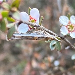 Etiella behrii at Jerrabomberra, NSW - 10 Oct 2024