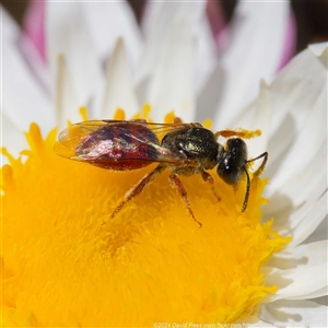 Lasioglossum (Homalictus) punctatum at Mount Clear, ACT - 9 Oct 2024 11:41 AM