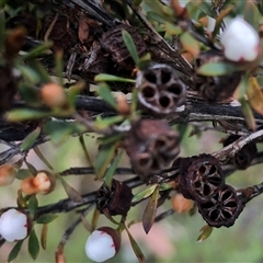 Leptospermum myrsinoides at suppressed - 30 Sep 2024 12:34 PM