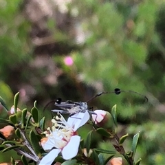 Leptospermum myrsinoides at suppressed - 30 Sep 2024 12:34 PM