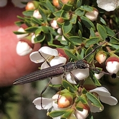 Leptospermum myrsinoides at suppressed - 30 Sep 2024 12:34 PM
