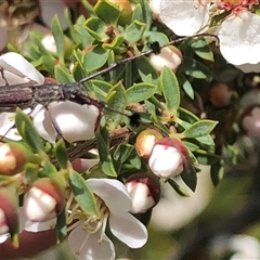 Leptospermum myrsinoides at suppressed - 30 Sep 2024 12:34 PM
