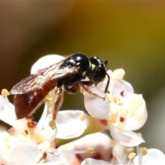 Exoneura sp. (genus) (A reed bee) at Jerrabomberra, NSW - 10 Oct 2024 by DianneClarke