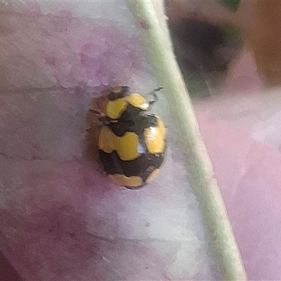 Illeis galbula (Fungus-eating Ladybird) at Chisholm, ACT - 10 Oct 2024 by RomanSoroka