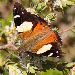 Vanessa itea (Yellow Admiral) at The Rock, NSW - 6 Oct 2024 by ConBoekel